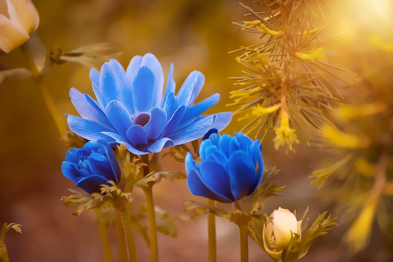 anemone, blue, flowers-2396299.jpg